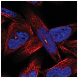 AMN1 Antibody, Novus Biologicals:Antibodies:Primary Antibodies