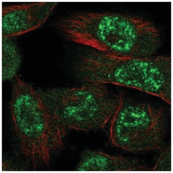 AMPK alpha 1 Antibody, Novus Biologicals:Antibodies:Primary Antibodies