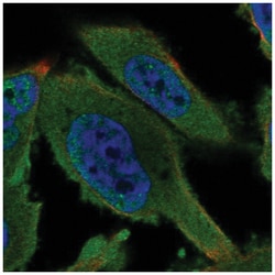AMPK gamma 1 Antibody, Novus Biologicals:Antibodies:Primary Antibodies