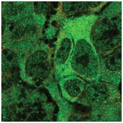 ANKMY2 Antibody, Novus Biologicals:Antibodies:Primary Antibodies