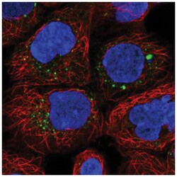 ANKRD6 Antibody, Novus Biologicals 25 &mu;L, Unlabeled:Antibodies, Polyclonal