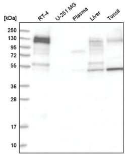 Ankyrin 3 Antibody, Novus Biologicals:Antibodies:Primary Antibodies