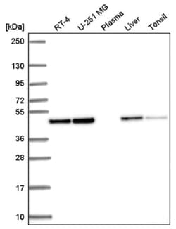 Annexin A7 Antibody, Novus Biologicals:Antibodies:Primary Antibodies
