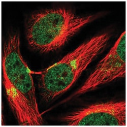 AP3B1 Antibody, Novus Biologicals:Antibodies:Primary Antibodies