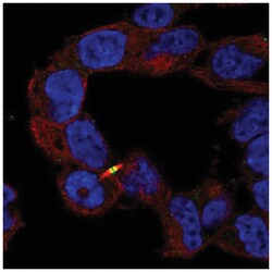 Apc2 Antibody, Novus Biologicals 100&mu;L; Unlabeled:Antibodies, Polyclonal
