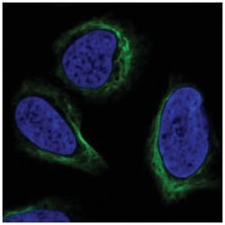 APOBEC3C Antibody, Novus Biologicals:Antibodies:Primary Antibodies