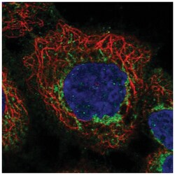 APOL3 Antibody, Novus Biologicals 100&mu;L; Unlabeled:Antibodies, Polyclonal