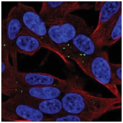 Apolipoprotein L4 Antibody, Novus Biologicals:Antibodies:Primary Antibodies