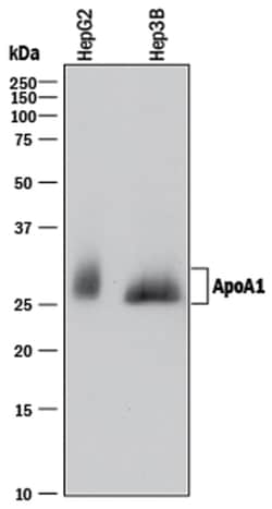 Human Apolipoprotein A-I/ApoA1 Antibody, R D Systems:Antibodies:Primary