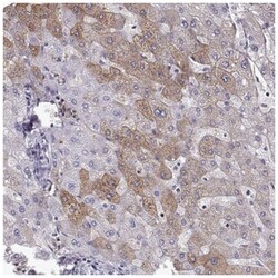 Aquaporin-0 Antibody, Novus Biologicals 25 &mu;L, Unlabeled:Antibodies,