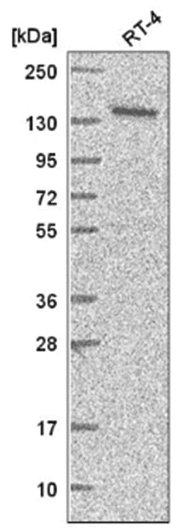 ARAP1 Antibody, Novus Biologicals 25 &mu;L, Unlabeled:Antibodies, Polyclonal