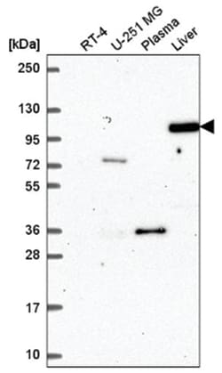 Argonaute 4 Antibody, Novus Biologicals:Antibodies:Primary Antibodies