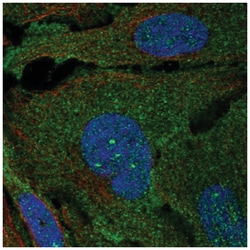 ARHGAP19 Antibody, Novus Biologicals 100&mu;L; Unlabeled:Antibodies, Polyclonal