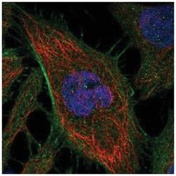 ARHGAP21 Antibody, Novus Biologicals 100&mu;L; Unlabeled:Antibodies, Polyclonal