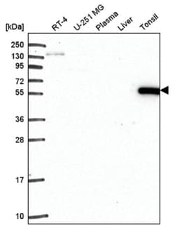 ARHGAP27 Antibody, Novus Biologicals 100&mu;L; Unlabeled:Antibodies, Polyclonal