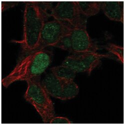 ARHGAP8 Antibody, Novus Biologicals:Antibodies:Primary Antibodies