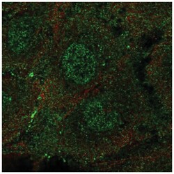 ARHGEF15 Rabbit anti-Human, Polyclonal, Novus Biologicals 100&mu;L; Unlabeled:Antibodies,