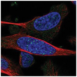 ARHGEF19 Antibody, Novus Biologicals:Antibodies:Primary Antibodies