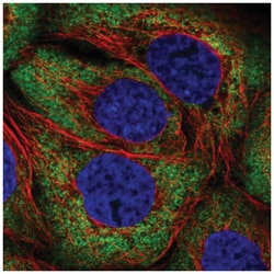 ARHGEF3 Antibody, Novus Biologicals:Antibodies:Primary Antibodies