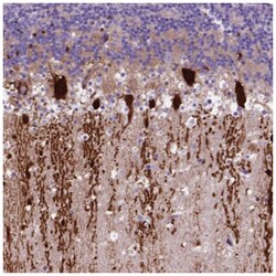 ARHGEF33 Antibody, Novus Biologicals:Antibodies:Primary Antibodies