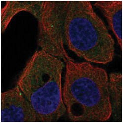 ARHGEF37 Antibody, Novus Biologicals:Antibodies:Primary Antibodies