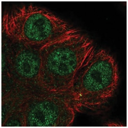 ARHGEF38 Antibody, Novus Biologicals:Antibodies:Primary Antibodies