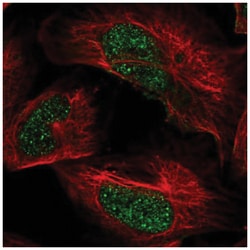 ARID2 Antibody, Novus Biologicals:Antibodies:Primary Antibodies
