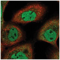 ARMC8 Antibody, Novus Biologicals 100&mu;L; Unlabeled:Antibodies, Polyclonal