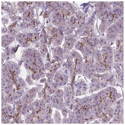 ARMS2 Antibody, Novus Biologicals:Antibodies:Primary Antibodies