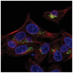 ARSE Antibody, Novus Biologicals 25 &mu;L, Unlabeled:Antibodies, Polyclonal