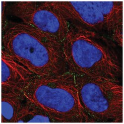 ARVCF Antibody, Novus Biologicals:Antibodies:Primary Antibodies