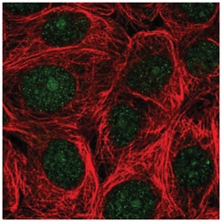 ASNA1 Antibody, Novus Biologicals 100&mu;L; Unlabeled:Antibodies, Polyclonal