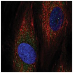 ASNSD1 Antibody, Novus Biologicals 100&mu;L; Unlabeled:Antibodies, Polyclonal