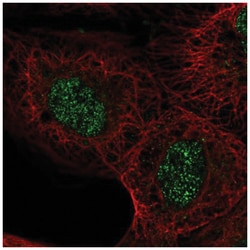 ASXL2 Antibody, Novus Biologicals:Antibodies:Primary Antibodies