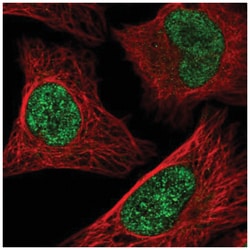 ATF1 Antibody, Novus Biologicals:Antibodies:Primary Antibodies