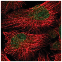 ATG16L2 Antibody, Novus Biologicals:Antibodies:Primary Antibodies