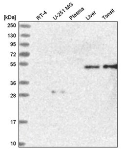 Atherin Antibody, Novus Biologicals 100&mu;L; Unlabeled:Antibodies, Polyclonal
