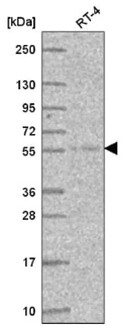 Atlastin-3 Antibody, Novus Biologicals 100&mu;L; Unlabeled:Antibodies,