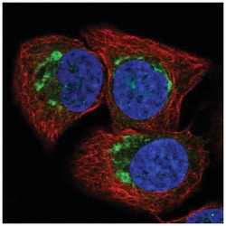 ATP2C1 Antibody, Novus Biologicals 100 &mu;L | Buy Online | Novus Biologicals | Fisher Scientific