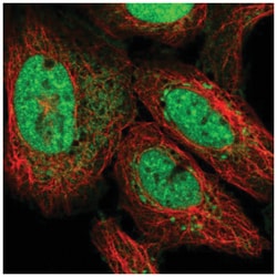 ATP5S Antibody, Novus Biologicals 100&mu;L; Unlabeled:Antibodies, Polyclonal