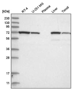 ATP6V1A Antibody, Novus Biologicals 25 &mu;L:Antibodies, Polyclonal
