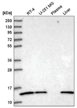 ATP6V1G1 Antibody, Novus Biologicals:Antibodies:Primary Antibodies