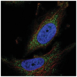 ATPAF1 Antibody, Novus Biologicals:Antibodies:Primary Antibodies