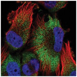 ATPAF2 Antibody, Novus Biologicals 100 &mu;L | Buy Online | Novus Biologicals | Fisher Scientific
