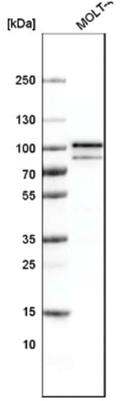 B-Raf Antibody (CL4004), Novus Biologicals 25 &mu;L; Unlabeled:Antibodies,