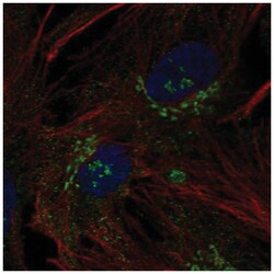B3GNT9 Antibody, Novus Biologicals:Antibodies:Primary Antibodies