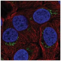 B4GALT4 Antibody, Novus Biologicals:Antibodies:Primary Antibodies