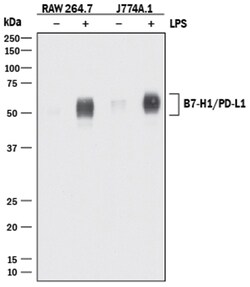 Mouse PD-L1/B7-H1 Antibody, R D Systems:Antibodies:Primary Antibodies