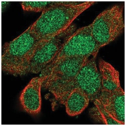 BACH2 Antibody, Novus Biologicals:Anticuerpos:Anticuerpos primarios