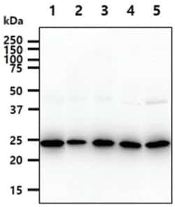 BAG2 Mouse anti-Human, Clone: 2.90E+10, Novus Biologicals 100&mu;L; Unlabeled:Antibodies,